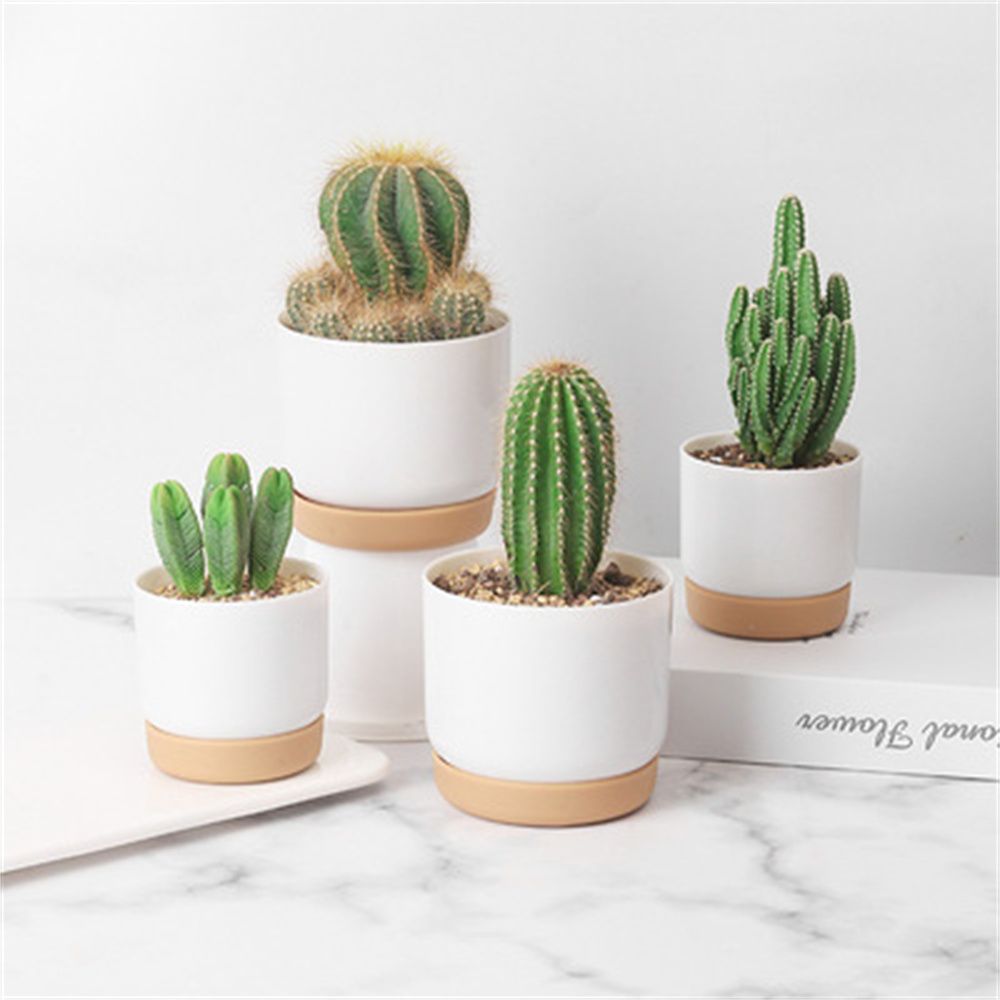 Round Cactus Succulent Plants  - Cactus Mix Pot ulasan dan harga