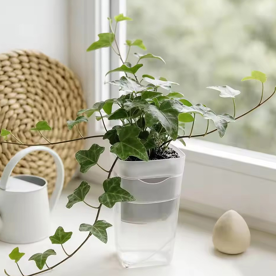 12/24PCS Self Watering Succule - Plant Parent Kit ulasan dan harga